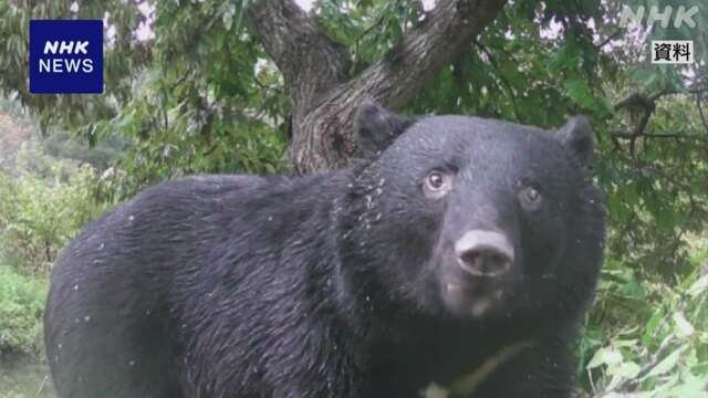 クマ対策の専門職員 来年度 全国5か所に配置へ 環境省