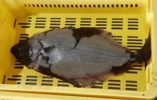 「恵比寿ヒラメ」売り出し中、福島・相馬　捨てられていた未利用魚、漁師太鼓判の味