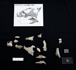 角竜類の化石、新種と判明　兵庫、北米移動時期を示唆