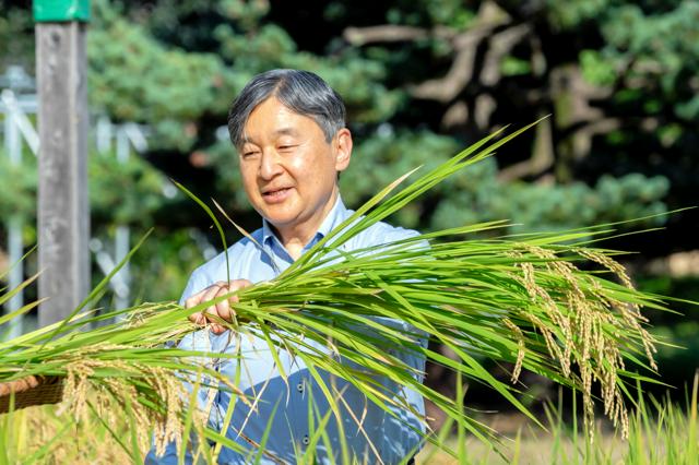 天皇陛下が皇居の水田で稲刈り