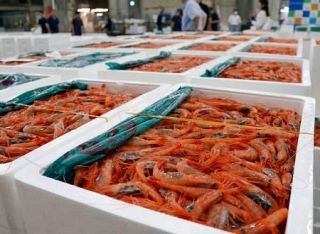 底引き網漁解禁、初競り実施　地震で能登の魚ほぼ水揚げなく