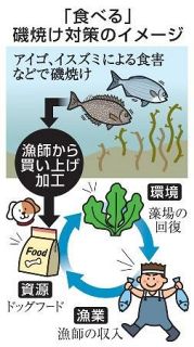 食害魚を犬用フードに、長崎　“厄介者”で磯焼け対策