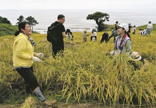 輪島の白米千枚田　「やっとここまで」感謝の稲刈り　地震で亀裂…作付け120枚「来年はもっと広く」