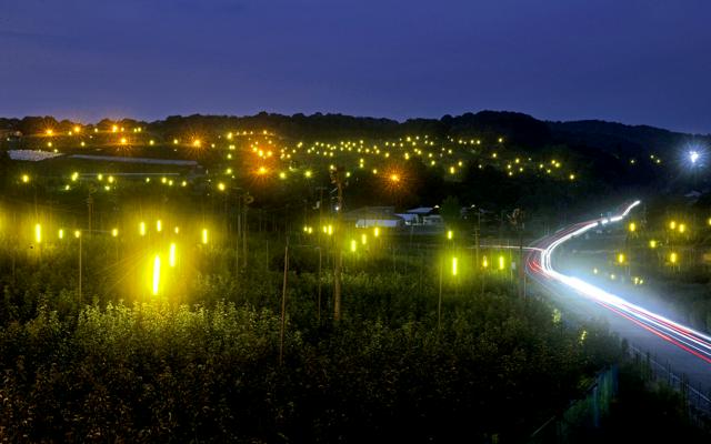 夜闇の梨畑に広がる「レアな光景」　甘い果実、害虫から守るあかり