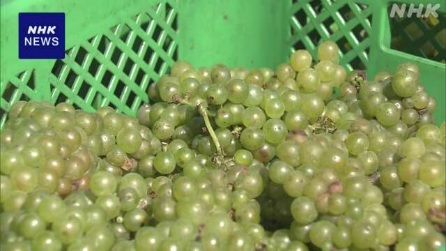 能登半島地震被害のワイナリー 今シーズンのワイン造り始まる