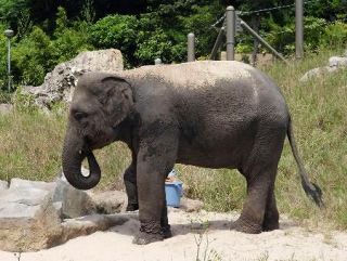 ミャンマーから譲渡のゾウ死ぬ　福岡市動物園、雌の１２歳