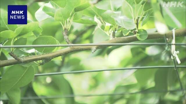 千葉 八千代 農園で収穫間際の梨 約500個盗まれる 警察が捜査