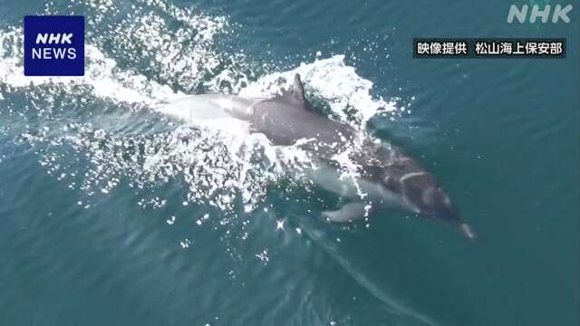 イルカ30頭ほどの群れを撮影 海保巡視艇 松山 離島の沖合