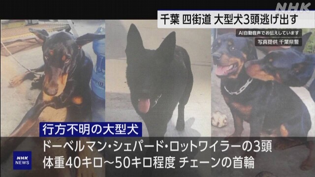 千葉 四街道で大型犬3頭が行方不明 逃げ出したか 警察が捜索