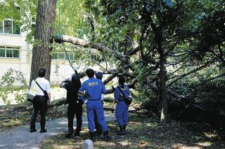 遊歩道で太い枝の下敷き、30代男性死亡　日野市のイチョウ並木　複数の枝が次々と…樹木医が指摘した木の状態