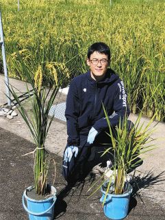 イネの茎が鍵握る　新たな「緑の革命」に期待　発生や伸長の仕組み解明、洪水耐性種や多収量も