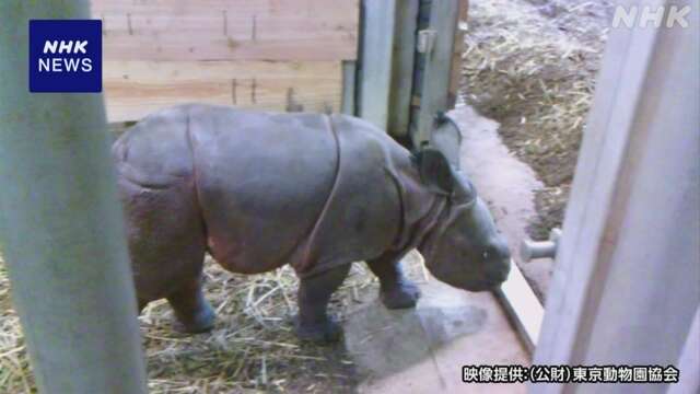 絶滅危惧インドサイ 50年ぶり 赤ちゃん誕生 東京 多摩動物公園