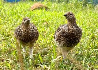 長野の駒ケ岳でライチョウ放鳥へ　栃木・那須のひな２羽を移送