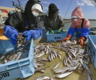 「鵡川シシャモ」漁を見合わせ　北海道、資源量減少で昨年に続き