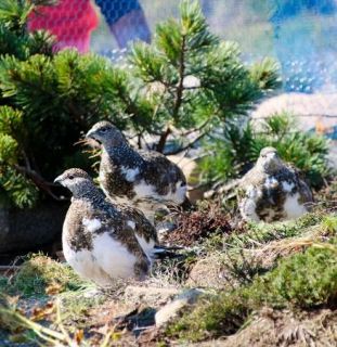 ライチョウ７羽を放鳥　長野・中央アルプスで