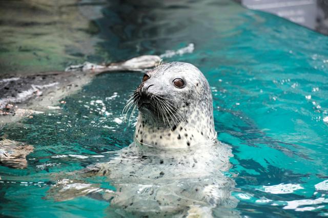 大震災を経験したゴマフアザラシのユキナ死ぬ　アクアマリンふくしま