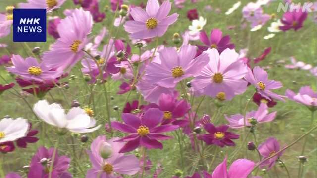 札幌の公園 丘一面に約70万本のコスモス