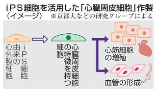 ｉＰＳで「心臓周皮細胞」　新たな心不全治療の開発も