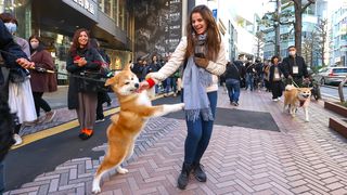 世界的人気の一方で、秋田犬の国内新規登録数がピーク時の20分の1以下まで減少