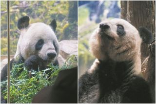 リーリー、シンシン「光りともしてくれた」　3.11直前に来日　見納めの上野動物園に2200人