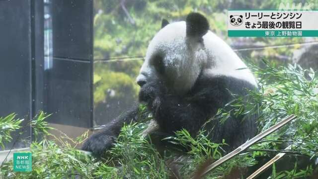 パンダのリーリーとシンシン 中国へ 上野動物園で最後の観覧日