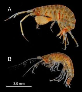 鹿児島湾で新種ヨコエビ発見　体長７ミリ、大きな目が特徴