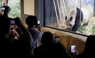 パンダと最後のひととき　上野動物園の２頭、２９日中国へ