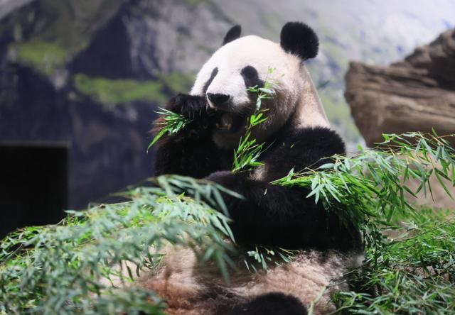 「幸せをありがとう」上野動物園のリーリーとシンシン、お別れに行列