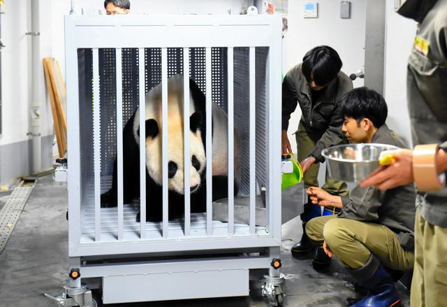 リーリーとシンシン、中国に無事到着　早朝に上野動物園を出発