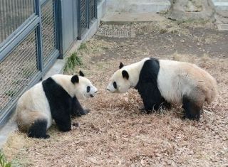 パンダのカップル中国へ出発　上野動物園にお別れ