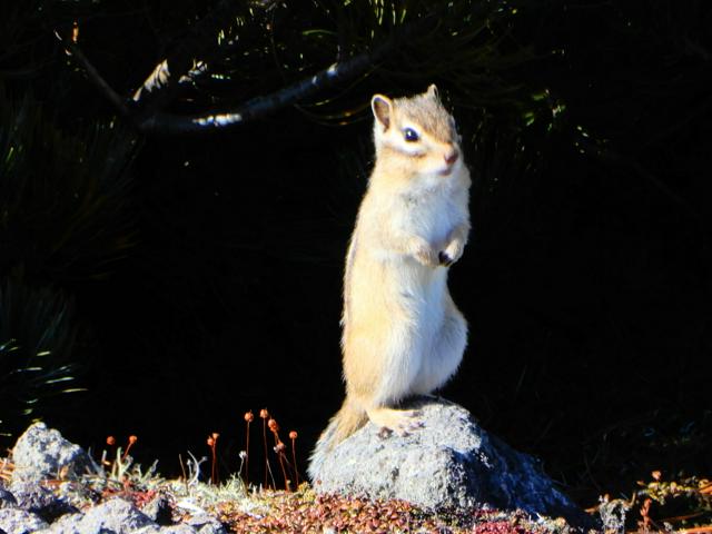 大雪山系の紅葉にひょっこりシマリス　色づきは一気にふもとへ