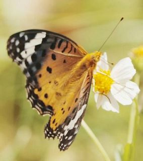 スズメや里山のチョウ個体数急減　年２２％減少も、環境省調査