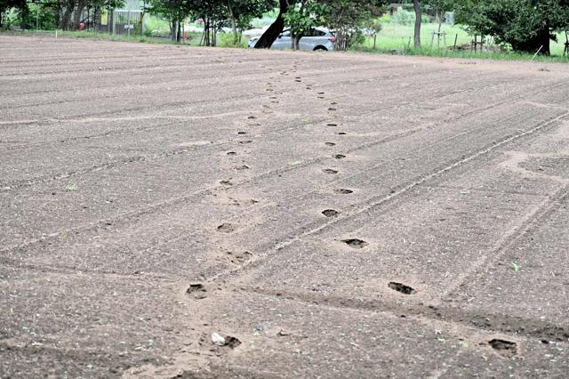 「逃げたら殺す」と言われ関与か　埼玉・所沢の住宅強盗で容疑者供述