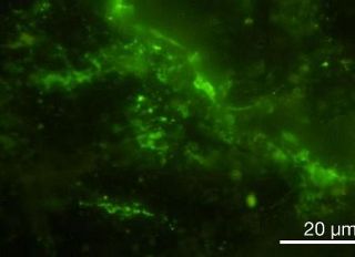 ２０億年前の岩石から微生物　「進化せず生息の可能性」