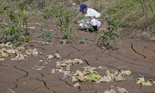 能登豪雨の農業被害、１７２４件　水田収穫できず、激甚災害指定へ