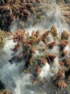 来春の花粉、西日本で多いか　香川は今年の８倍超と予想