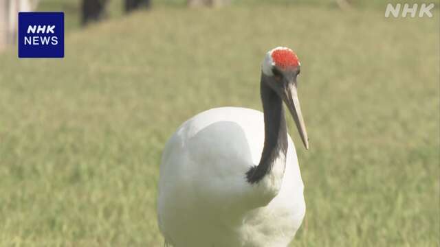 岡山 後楽園 タンチョウの優雅な姿を 園内を散策させる催し