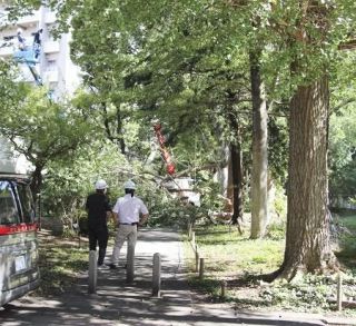 死亡事故の落下枝、重量１トンか　ギンナンが実り折れた可能性