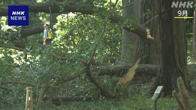 東京 日野 イチョウの枝落下死亡事故 最も太い枝は約200キロ