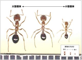 東京港に強毒「ヒアリ」　青海ふ頭で80匹駆除　大井ふ頭でも120匹　刺されると激しい痛みや腫れ