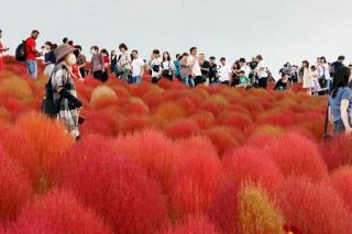 赤々と４万本のコキア紅葉見頃に　茨城・ひたち海浜公園、観客続々