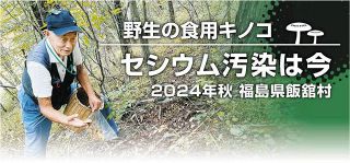 秋の味覚　野生キノコのセシウム汚染状況は　2024年・福島県飯舘村　食品基準の100倍超も複数あった