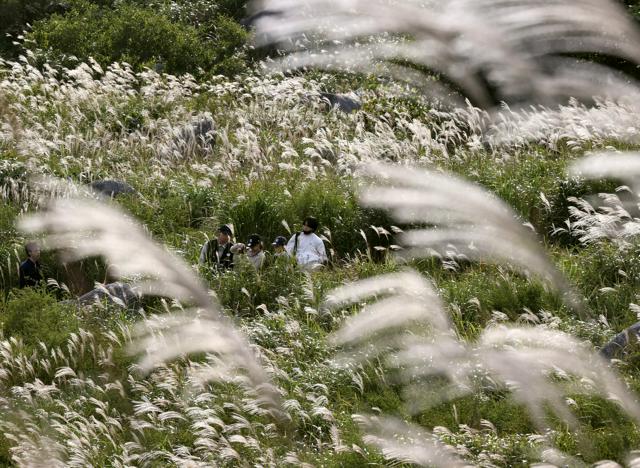 秋風にゆらめくススキ カルスト台地の平尾台で見ごろ