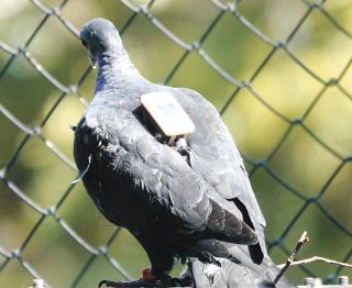 「幻の鳥」カラスバトの生態を追って、高校生は伊豆諸島へ　都心から300キロ以上、貴重な姿や鳴き声求め