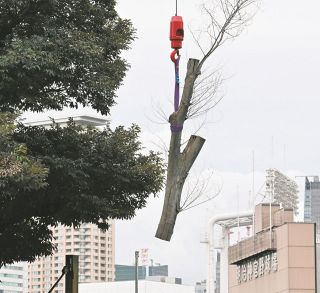 神宮外苑の木、「強行しないで」声上がる中チェーンソーで次々…　「なぜ切るのか」の問いかけに対応なし