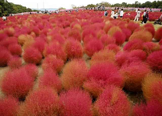 赤く色づいた「もふもふ」見頃　大阪・万博記念公園のコキアが紅葉