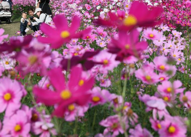 赤やピンクの100万本のコスモスが見ごろ　福岡・海の中道海浜公園