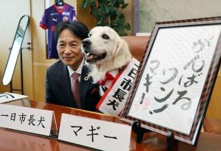 盲導犬が一日市長に、京都・亀岡　犬の日、「公務」で啓発