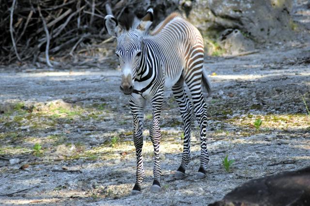 細かく美しいしま模様の絶滅危惧種　赤ちゃん公開、愛称募集中