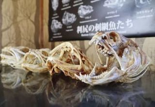 北海道利尻島のコンブ漁師、魚を骨格標本に　奈良出身、「図鑑で見たことない」魅了され